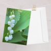 Greeting cards, Lily of the Valley